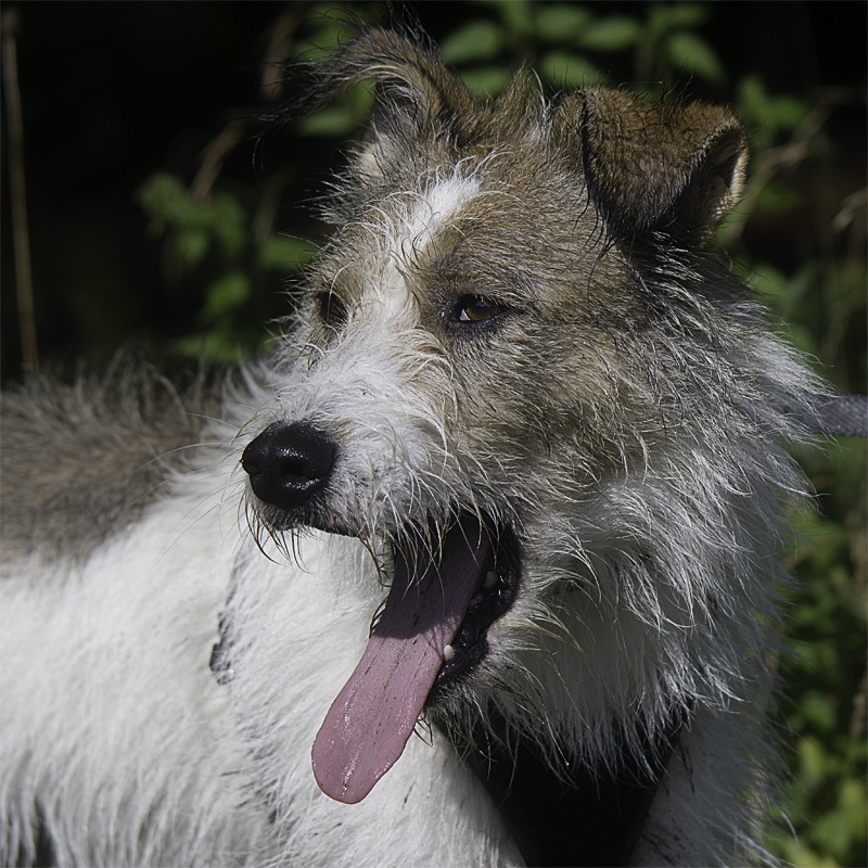 Allgäu 09 - 2014 - 20140914_0259 als Smartobjekt-1 Kopie.jpg - Buddeln ist sehr anstrengend